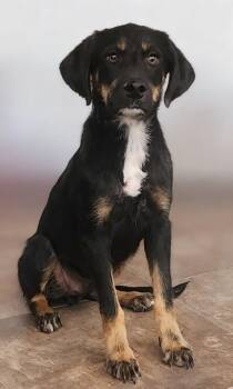 Corvis -  Cattle Dog Dog for Adoption in Cottonwood, Arizona - Corvis | PetCurious