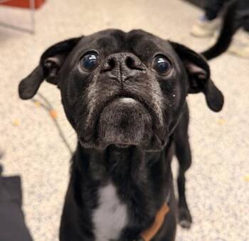 Moe Moe -  Pug and Chihuahua Dog for Adoption in Golden, Colorado - Moe Moe | PetCurious
