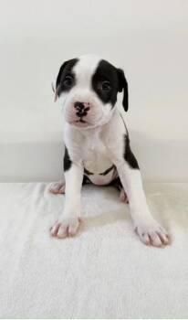 Rescue Mixed Breed Dogs for Adoption in Los Angeles, California - Muffin Man | PetCurious