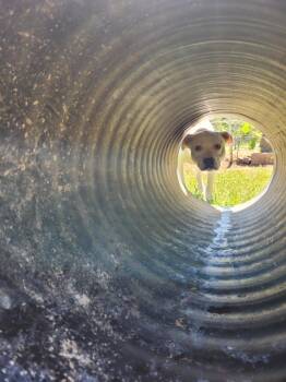 Pit Bull Terrier and Husky Dogs Available for Adoption in Lawrenceburg, Tennessee - Queenie 2 | PetCurious