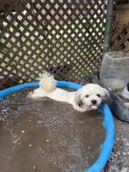 Ozzy -  Shih Tzu and Mixed Breed Dog for Adoption in Morton Grove, Illinois - Ozzy | PetCurious