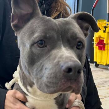 Pit Bull Terrier Dogs Available for Adoption - PJ | PetCurious