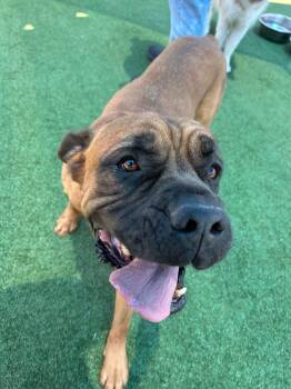 Rescue Mastiff Dogs for Adoption in Spring, Texas - Gus | PetCurious