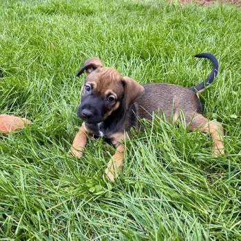 Ginny -  Shepherd Dog for Adoption in Fort Collins, Colorado - Ginny | PetCurious