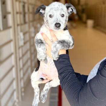 Alexis -  Australian Cattle Dog Blue Heeler Dog for Adoption in Chicago, Illinois - Alexis | PetCurious