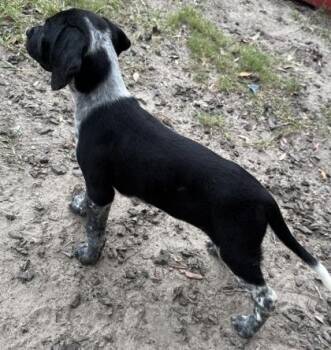 Madison -  Hound and Mixed Breed Dog for Adoption in Conway, South Carolina - Madison | PetCurious