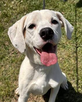 Beagle Dogs Available for Adoption in Washington, District Of Columbia - Frodo | PetCurious