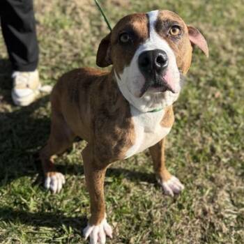 Mixed Breed Dogs Available for Adoption in Corinth, Mississippi - Theo | PetCurious