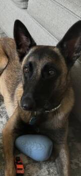 Belgian Shepherd Malinois Dogs Available for Adoption in Dacula, Georgia - Scout | PetCurious