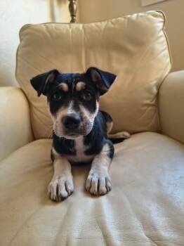 Plott Hound and Australian Shepherd Dogs Available for Adoption - Aespa K Pop | PetCurious