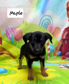German Shepherd Dog and Labrador Retriever Dogs Available for Adoption - Maple | PetCurious