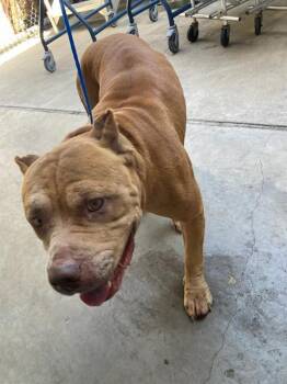 PACO -  Pit Bull Terrier Dog for Adoption in Dallas, Texas - PACO | PetCurious