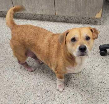 Grenda -  Mixed Breed Dog for Adoption in Kansas City, Missouri - Grenda | PetCurious