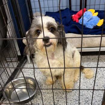 Beethoven -  Poodle and Schnauzer Dog for Adoption in Sunrise, Florida - Beethoven | PetCurious