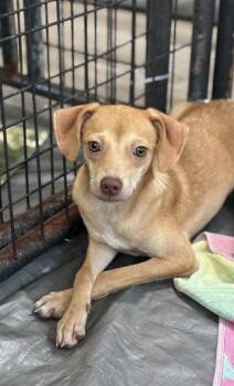 Lexie -  Chihuahua Dog for Adoption in Thompson Falls, Montana - Lexie | PetCurious