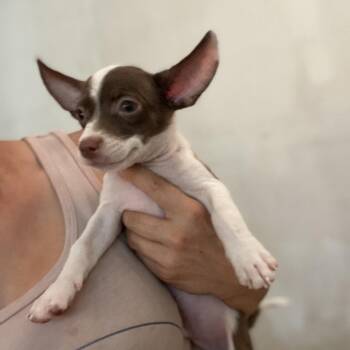 Peter -  Chihuahua Dog for Adoption in Escondido, California - Peter | PetCurious
