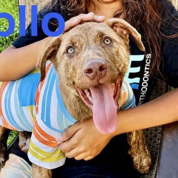 Apollo -  Australian Cattle Dog Blue Heeler and American Staffordshire Terrier Dog for Adoption in Austin, Texas - Apollo | PetCurious