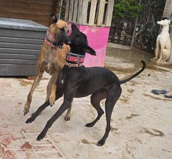 Sherlock N Reggie -  Greyhound Dog for Adoption in Winter Park, Florida - Sherlock N Reggie | PetCurious