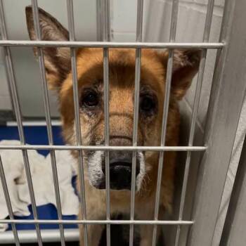 Sarge -  Mixed Breed Dog for Adoption in Jeffersonville, Indiana - Sarge | PetCurious