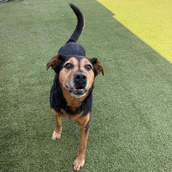 Lexi -  Shepherd and Rottweiler Dog for Adoption in Tampa, Florida - Lexi | PetCurious