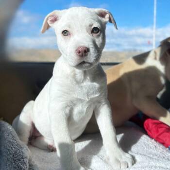 Mixed Breed Dogs Available for Adoption - Aurora (FTF Only) | PetCurious