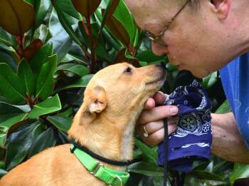 Chelsea -  Chihuahua Dog for Adoption in Willingboro, New Jersey - Chelsea | PetCurious