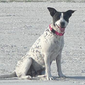 Rosie 6213 -  Mixed Breed Dog for Adoption in Loxahatchee Groves, Florida - Rosie 6213 | PetCurious