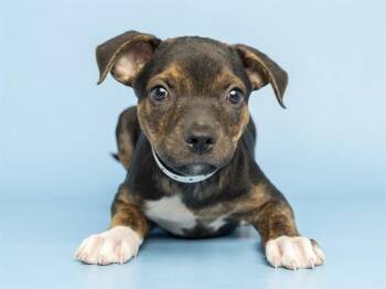 TIMMY -  Pit Bull Terrier Dog for Adoption in Phoenix, Arizona - TIMMY | PetCurious