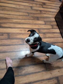 Arnold -  Terrier Dog for Adoption in New London, Wisconsin - Arnold | PetCurious