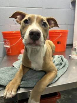 Pit Bull Terrier Dogs Available for Adoption - *CICADA | PetCurious