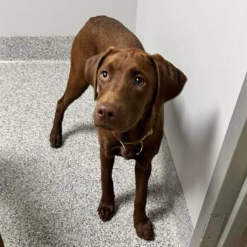 Rhodesian Ridgeback Dogs Available for Adoption in Wichita, Kansas - Jinx | PetCurious