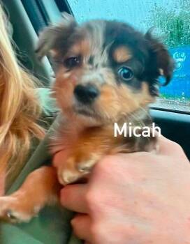 Micah (AL) -  Shih Tzu and Yorkshire Terrier Dog for Adoption in New York, New York - Micah (AL) | PetCurious