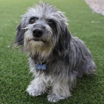 Terrier and Miniature Schnauzer Dogs Available for Adoption - Dori | PetCurious