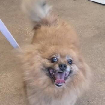 NALA -  Pomeranian Dog for Adoption in Fernandina Beach, Florida - NALA | PetCurious