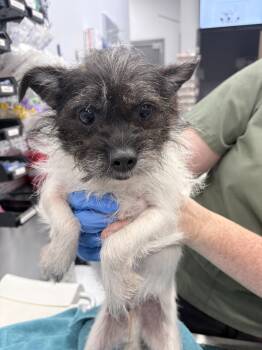 Spike Lee *looking for foster/adopter* -  Chihuahua Dog for Adoption in Minneapolis, Minnesota - Spike Lee *looking For Foster/adopter* | PetCurious
