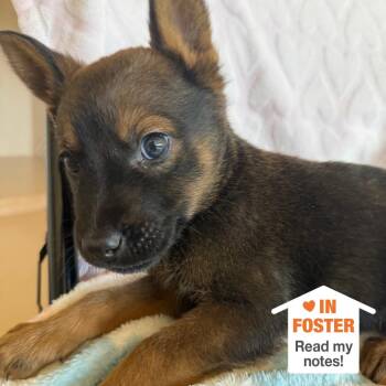 Labrador Retriever Dogs Available for Adoption in Kanab, Utah - Frogger | PetCurious