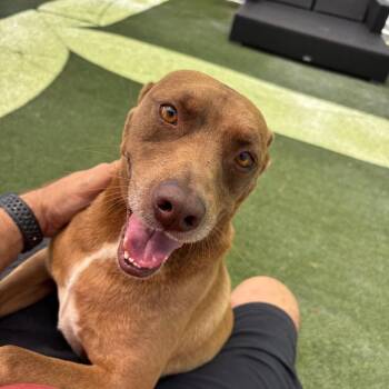 Snooker -  Terrier Dog for Adoption in San Diego, California - Snooker | PetCurious