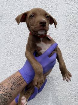 Rescue Pit Bull Terrier Dogs for Adoption in Los Angeles, California - Raphael | PetCurious