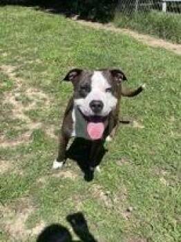 Gibbard -  Mixed Breed Dog for Adoption in Mishawaka, Indiana - Gibbard | PetCurious