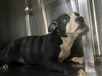 Mixed Breed Dogs Available for Adoption - ELOISE | PetCurious