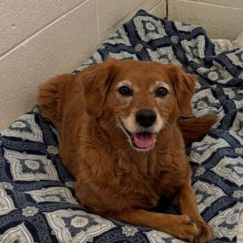 Golden Retriever and Poodle Dogs Available for Adoption in Quakertown, Pennsylvania - Winnie | PetCurious