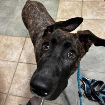 Gooper -  Mixed Breed Dog for Adoption in Chattanooga, Tennessee - Gooper | PetCurious