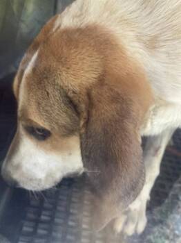 Rescue Mixed Breed Dogs for Adoption in Dallas, Texas - SAMII | PetCurious