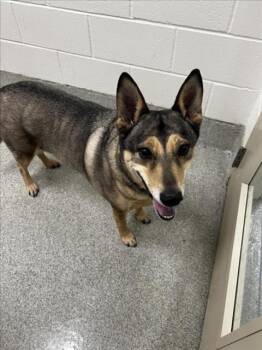 ODIE -  German Shepherd Dog and Mixed Breed Dog for Adoption in Loveland, Colorado - ODIE | PetCurious