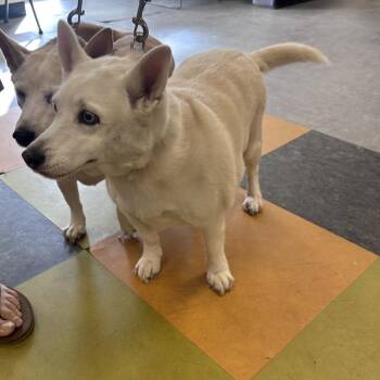 Baxter -  Husky and Chihuahua Dog for Adoption in Philadelphia, Pennsylvania - Baxter | PetCurious