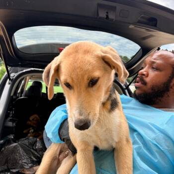 BUSH 5808 -  Mixed Breed Dog for Adoption in Loxahatchee Groves, Florida - BUSH 5808 | PetCurious