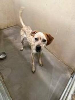 German Shorthaired Pointer and Cattle Dog Dogs Available for Adoption in Kansas City, Missouri - Marilyn | PetCurious