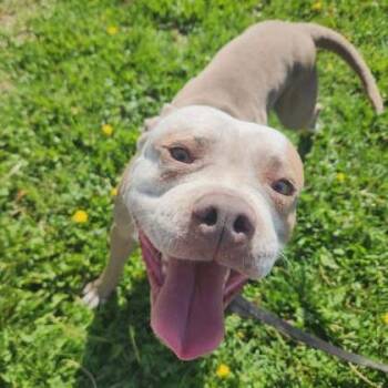 Koda -  Mixed Breed Dog for Adoption in Cheyenne, Wyoming - Koda | PetCurious