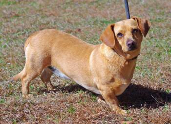 Rescue Dachshund Dogs for Adoption in Sautee Nacoochee, Georgia - Fawn | PetCurious