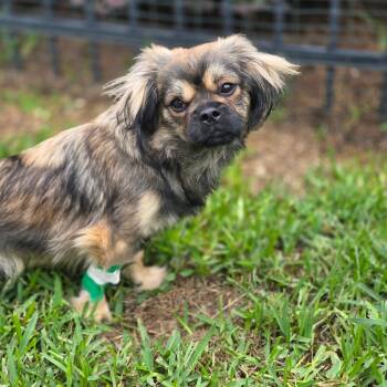 Rescue Tibetan Spaniel and Shih Tzu Dogs for Adoption in New Orleans, Louisiana - Batman (Benefactor Dog) | PetCurious